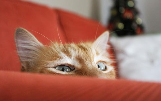 cat-sofa